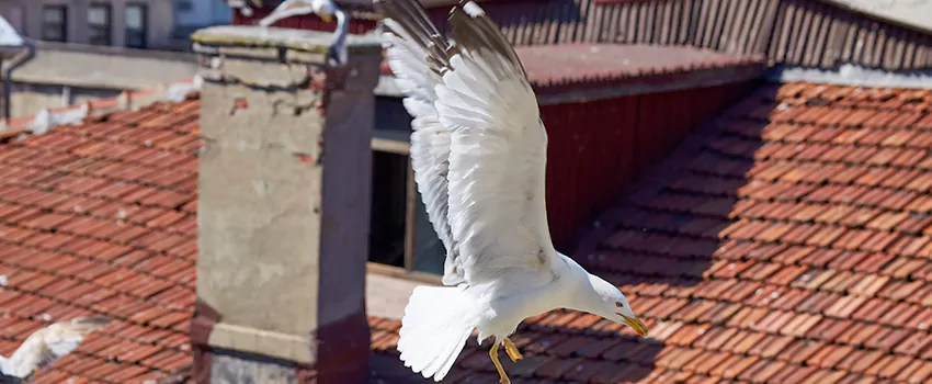 Residential Chimney Animal Removal Solution in Margate, FL